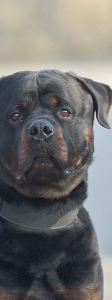 Bubu – Rottweiler, Männchen, 5 Jahre, 45141 Essen – Foto 4