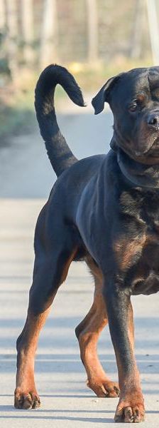 Bubu – Rottweiler, Männchen, 5 Jahre, 45141 Essen – Foto 5