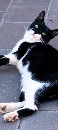 Golfita – Europäisch Kurzhaar, Weibchen, 2 Jahre 6 Monate, 65520 Bad Camberg – Foto 1