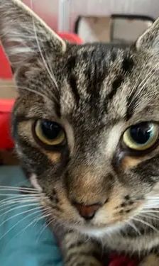 Marley und Stitch – EKH, Männchen, 9 Monate, 90537 Feucht – Foto 1