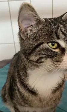 Marley und Stitch – EKH, Männchen, 9 Monate, 90537 Feucht – Foto 2