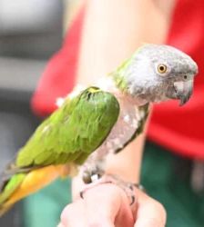 Eddie – Senegalpapagei, Männchen, 38 Monate, 13057 Berlin – Foto 2