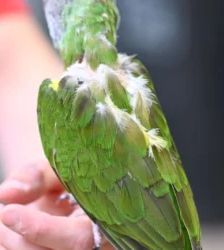 Eddie – Senegalpapagei, Männchen, 38 Monate, 13057 Berlin – Foto 3