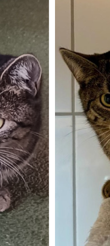 Koda und Kenai – Hauskatze, Männchen, Alter unbekannt, 28357 Bremen – Foto 1