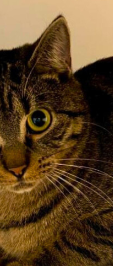 Koda und Kenai – Hauskatze, Männchen, Alter unbekannt, 28357 Bremen – Foto 2
