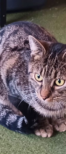 Koda und Kenai – Hauskatze, Männchen, Alter unbekannt, 28357 Bremen – Foto 3