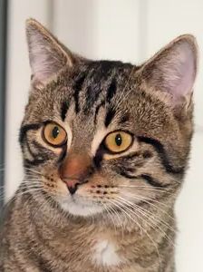 Nero – EKH, Männchen, 1 Jahr, 90537 Feucht – Foto 1