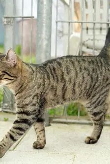 Nero – EKH, Männchen, 1 Jahr, 90537 Feucht – Foto 2