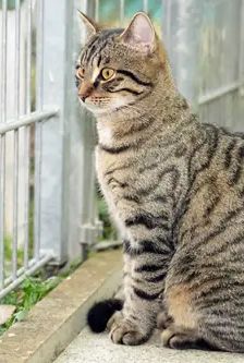 Nero – EKH, Männchen, 1 Jahr, 90537 Feucht – Foto 3
