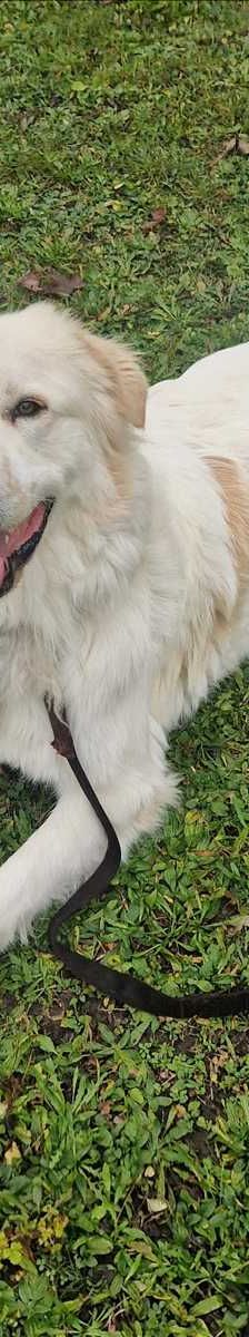 DINO – Maremmano-Mix, Männchen, 10 Monate, 81829 München – Foto 2