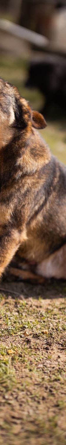 Levy – Mischling, Männchen, 2 Jahre 7 Monate, Nordic Strays e.V. – Foto 1
