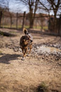 Levy – Mischling, Männchen, 2 Jahre 7 Monate, Nordic Strays e.V. – Foto 2