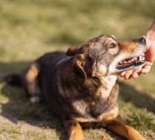 Levy – Mischling, Männchen, 2 Jahre 7 Monate, Nordic Strays e.V. – Foto 11