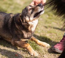 Levy – Mischling, Männchen, 2 Jahre 7 Monate, Nordic Strays e.V. – Foto 12