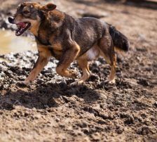 Levy – Mischling, Männchen, 2 Jahre 7 Monate, Nordic Strays e.V. – Foto 13