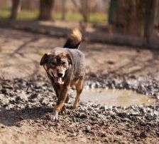 Levy – Mischling, Männchen, 2 Jahre 7 Monate, Nordic Strays e.V. – Foto 14