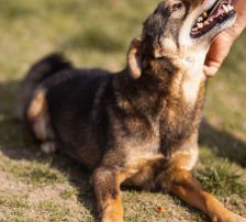 Levy – Mischling, Männchen, 2 Jahre 7 Monate, Nordic Strays e.V. – Foto 16