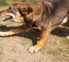 Levy – Mischling, Männchen, 2 Jahre 7 Monate, Nordic Strays e.V. – Foto 6