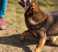 Levy – Mischling, Männchen, 2 Jahre 7 Monate, Nordic Strays e.V. – Foto 7