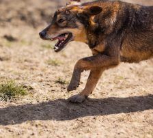 Levy – Mischling, Männchen, 2 Jahre 7 Monate, Nordic Strays e.V. – Foto 8