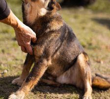 Levy – Mischling, Männchen, 2 Jahre 7 Monate, Nordic Strays e.V. – Foto 9