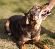 Levy – Mischling, Männchen, 2 Jahre 7 Monate, Nordic Strays e.V. – Foto 10