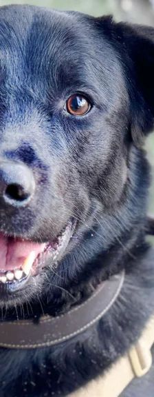 Rex – Labrador-Mix, Männchen, 1 Jahr 2 Monate, 13057 Berlin – Foto 1