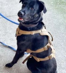 Rex – Labrador-Mix, Männchen, 1 Jahr 2 Monate, 13057 Berlin – Foto 2