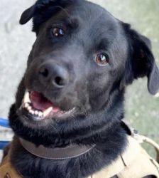 Rex – Labrador-Mix, Männchen, 1 Jahr 2 Monate, 13057 Berlin – Foto 3