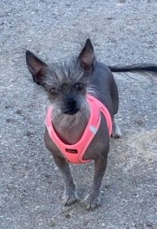 Lilly – Nackthund, Weibchen, 3 Jahre 7 Monate, 70195 Stuttgart-Botnang – Foto 1