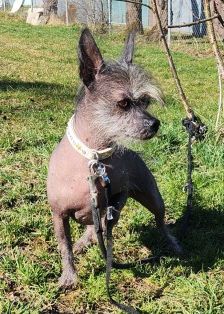 Lilly – Nackthund, Weibchen, 3 Jahre 7 Monate, 70195 Stuttgart-Botnang – Foto 2