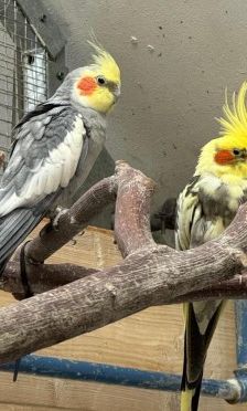 Heinrich und Lucky – 2 x Nymphensittich, Unbekannt, 3 Jahre, 70195 Stuttgart-Botnang – Foto 1