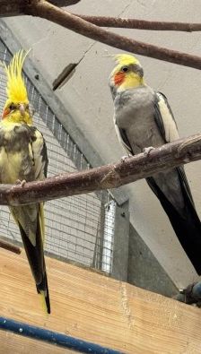 Heinrich und Lucky – 2 x Nymphensittich, Unbekannt, 3 Jahre, 70195 Stuttgart-Botnang – Foto 2