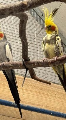 Heinrich und Lucky – 2 x Nymphensittich, Unbekannt, 3 Jahre, 70195 Stuttgart-Botnang – Foto 3