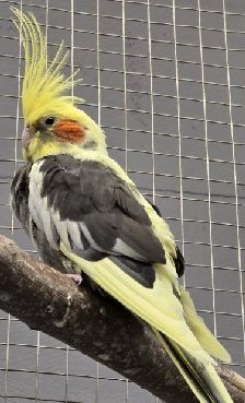 Heinrich und Lucky – 2 x Nymphensittich, Unbekannt, 3 Jahre, 70195 Stuttgart-Botnang – Foto 5