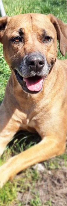 Leni – Ridgeback-Mix, Weibchen, 3 Jahre 11 Monate, 13057 Berlin – Foto 1