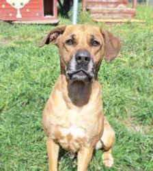 Leni – Ridgeback-Mix, Weibchen, 3 Jahre 11 Monate, 13057 Berlin – Foto 2