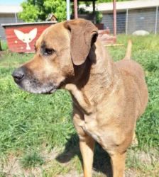 Leni – Ridgeback-Mix, Weibchen, 3 Jahre 11 Monate, 13057 Berlin – Foto 3