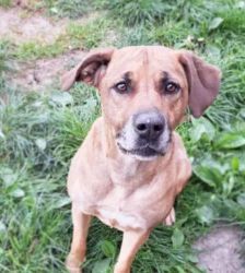 Leni – Ridgeback-Mix, Weibchen, 3 Jahre 11 Monate, 13057 Berlin – Foto 4