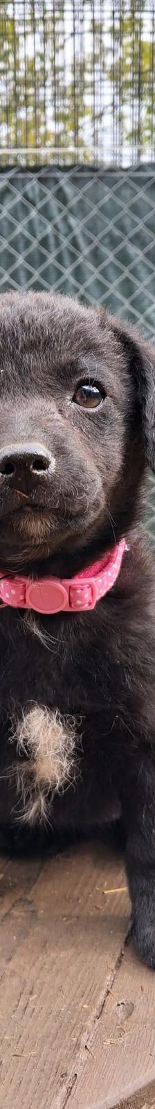 Bozika – Sonstiges, Unbekannt, Alter unbekannt, Nordic Strays e.V. – Foto 2