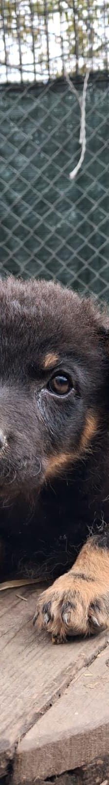 Bozika – Sonstiges, Unbekannt, Alter unbekannt, Nordic Strays e.V. – Foto 4