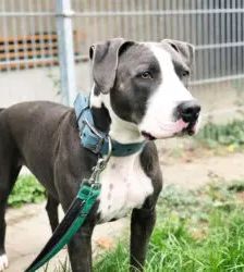 Paco – Staffordshire-Mix, Männchen, 3 Jahre 9 Monate, 13057 Berlin – Foto 2