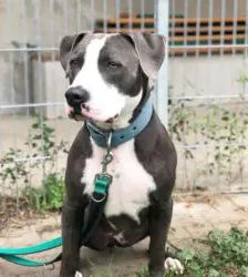 Paco – Staffordshire-Mix, Männchen, 3 Jahre 9 Monate, 13057 Berlin – Foto 3