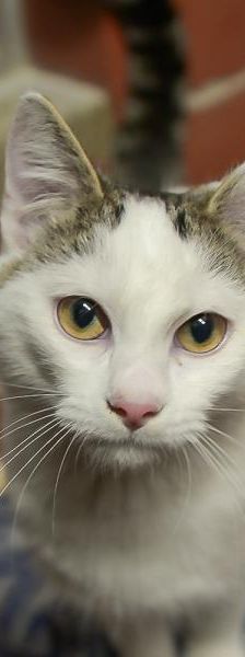 Misha – Europäisch Kurzhaar, Männchen, Alter unbekannt, 45141 Essen – Foto 1