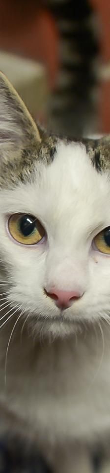 Misha – Europäisch Kurzhaar, Männchen, Alter unbekannt, 45141 Essen – Foto 2