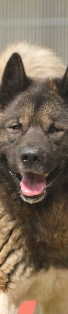 Hatschi – American Akita, Männchen, 4 Jahre 8 Monate, 13057 Berlin – Foto 1
