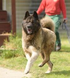 Hatschi – American Akita, Männchen, 4 Jahre 8 Monate, 13057 Berlin – Foto 2