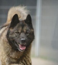 Hatschi – American Akita, Männchen, 4 Jahre 8 Monate, 13057 Berlin – Foto 3