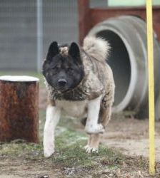 Hatschi – American Akita, Männchen, 4 Jahre 8 Monate, 13057 Berlin – Foto 4