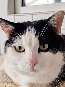Emi – EKH, Weibchen, 4 Jahre, 90537 Feucht – Foto 1